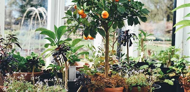 arbres fruitiers