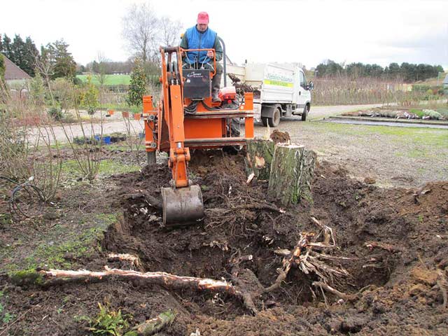 abatage des arbres