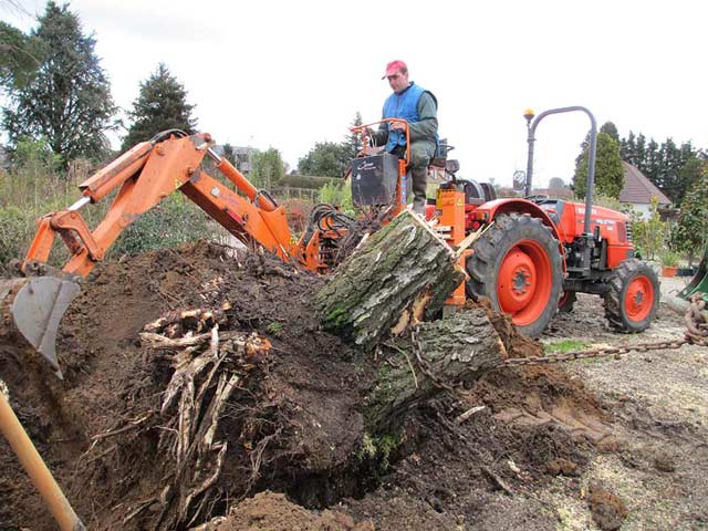 abatage des arbres